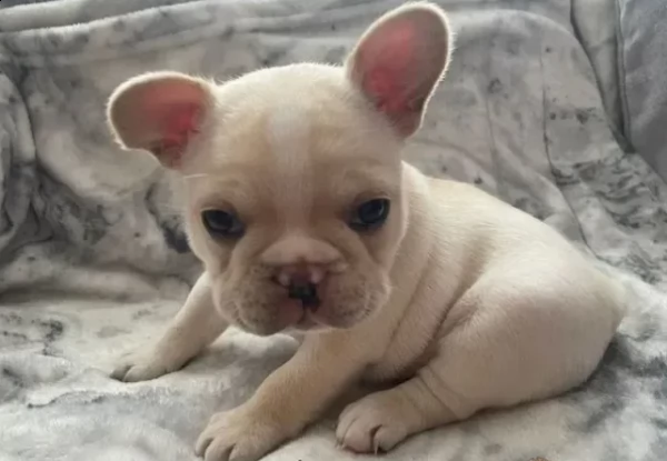 cuccioli di bulldog francese