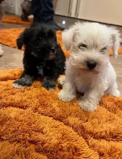 cuccioli di schnauzer