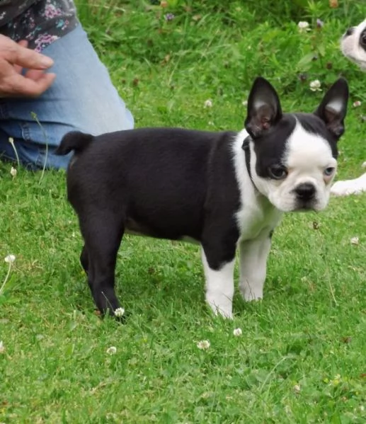  regalo cuccioli di boston terrier disponibili per l'adozione