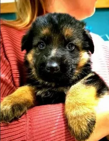 cucciolo maschio pastore tedesco