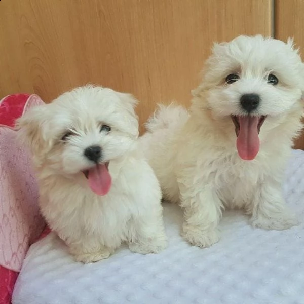 cuccioli di maltese bianco