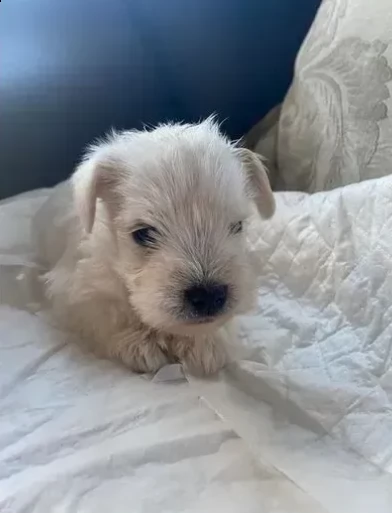 cuccioli di schnauzer