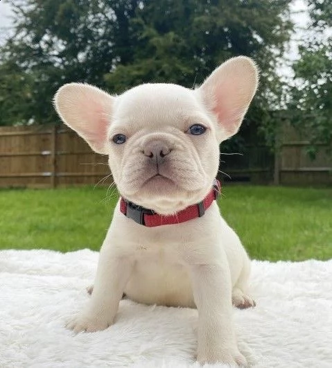 bouledogue francese cuccioli di 3 mesi | Foto 0