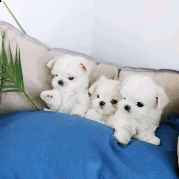 cuccioli di maltesi molto piccoli | Foto 0