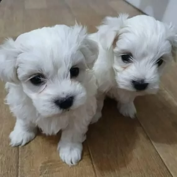 due cuccioli di maltese