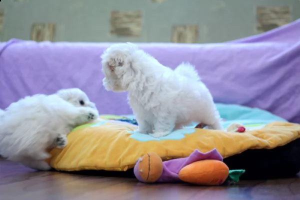 cuccioli di maltese mini toy | Foto 0