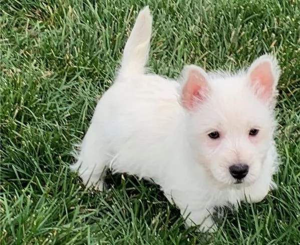 regalo adorabili cuccioli  west highland terrier bianco femminucce e maschietti disponibili