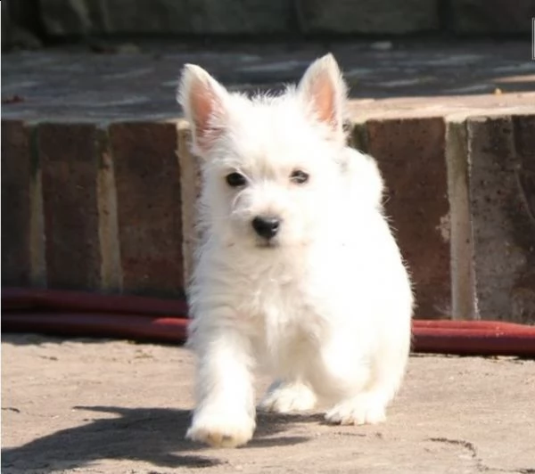 regalo adorabili cuccioli  west highland terrier bianco  femminucce e maschietti
