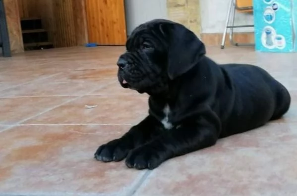 regalo neapolitan mastiff cuccioli meravigliosi ! 