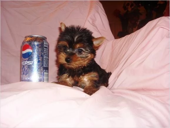 cuccioli di yorkshire con pedigree 