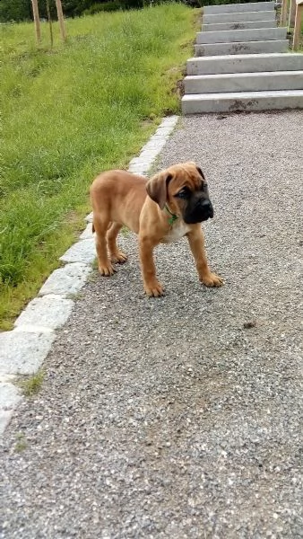 disponibili cuccioli di dogo canario