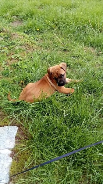 disponibili cuccioli di dogo canario | Foto 2