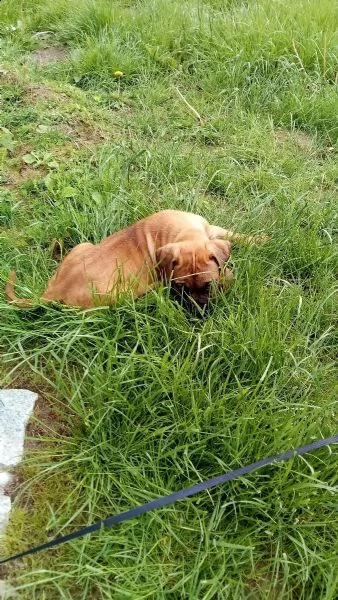 disponibili cuccioli di dogo canario | Foto 1