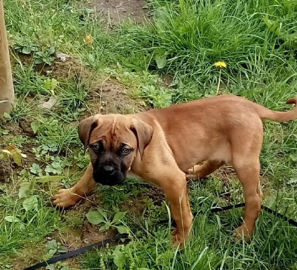 disponibili cuccioli di dogo canario | Foto 0