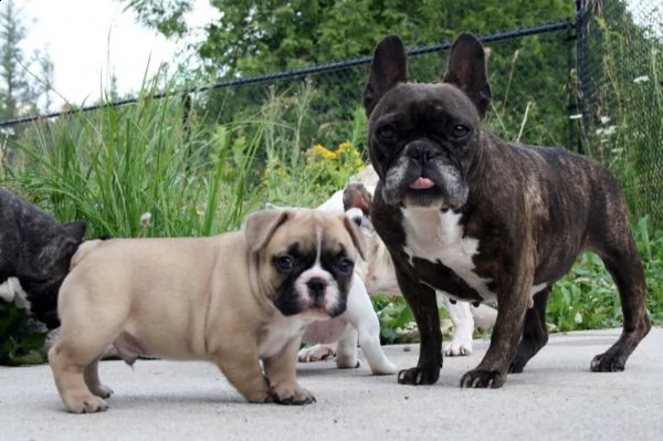 disponibili cuccioli di bouledogue francese