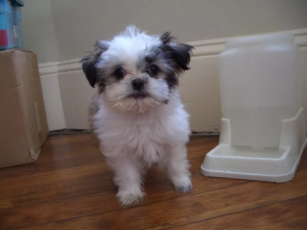 cuccioli di shih tzu con pedigree enci