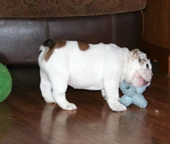 splendidi cuccioli di bullog inglese | Foto 1