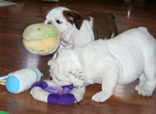 splendidi cuccioli di bullog inglese | Foto 0