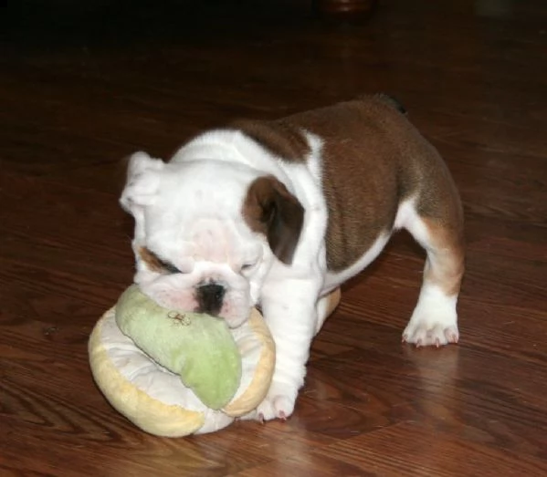 splendidi cuccioli di bullog inglese