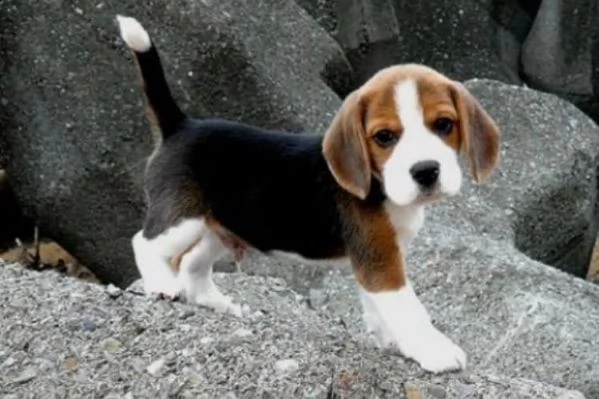 beagle tricolore cuccioli | Foto 4