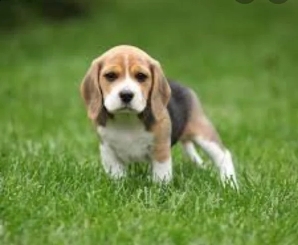 beagle tricolore cuccioli | Foto 3