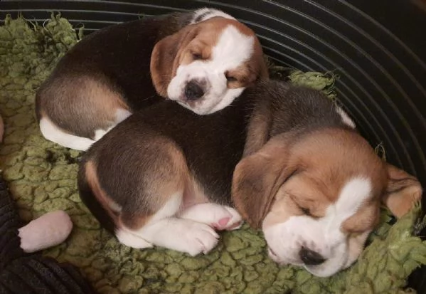 beagle tricolore cuccioli | Foto 1