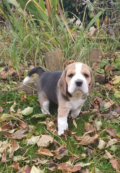 beagle tricolore cuccioli