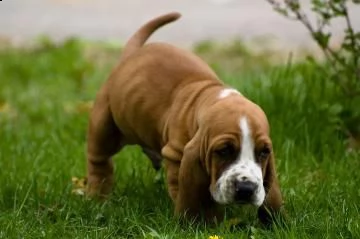 splendidi cuccioli di bassethound | Foto 0