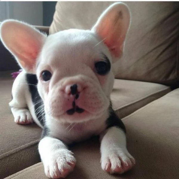 bulldog francese pochet