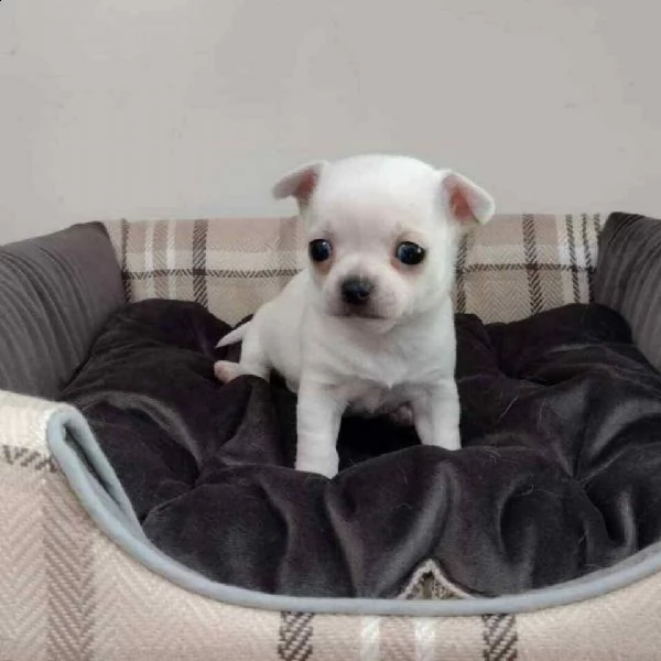 bellissimi pincher-chihuahua mix di colori elegantissimi