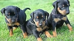 cuccioli di pinscher