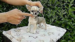 chihuahua vero toy
