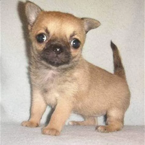 cucciolo di misto chihuahua