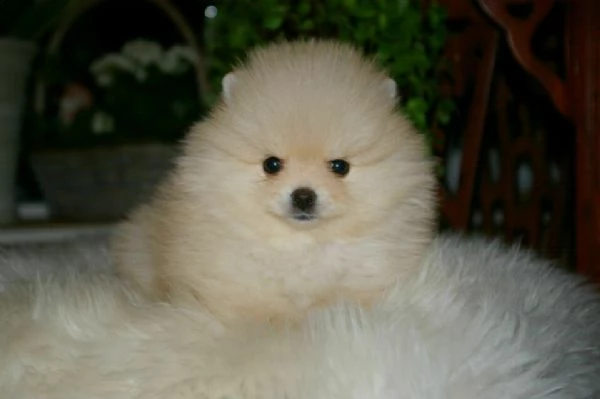cuccioli di misto shitzu piccolo di tre mesi