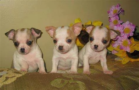 mix pincher chihuahua