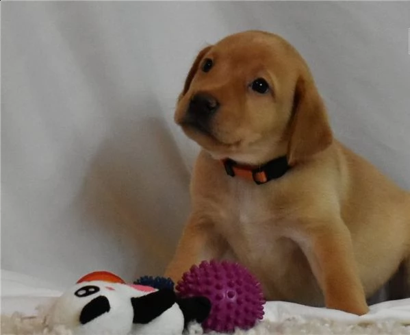 labrador james abbiamo dei bellissimi cuccioli che sono stati entrambi completamente testati per la 