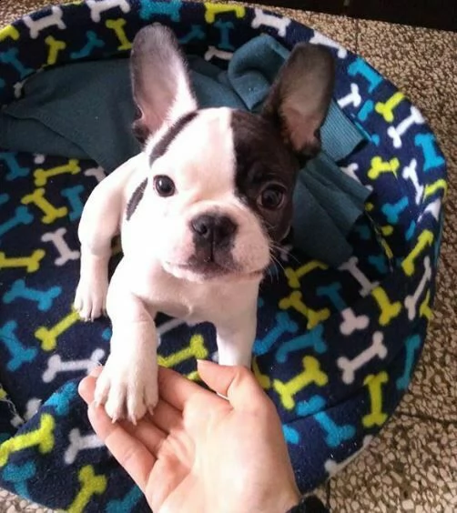 cuccioli di bulldog francese