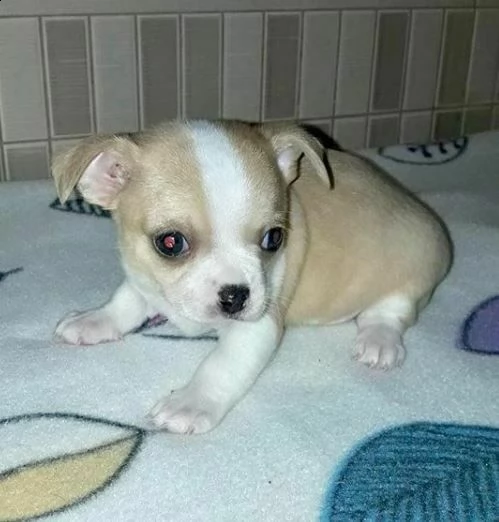 cuccioli di pincher chihuahua