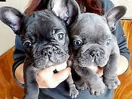  cuccioli di bull dog francese due mesi e mezzo