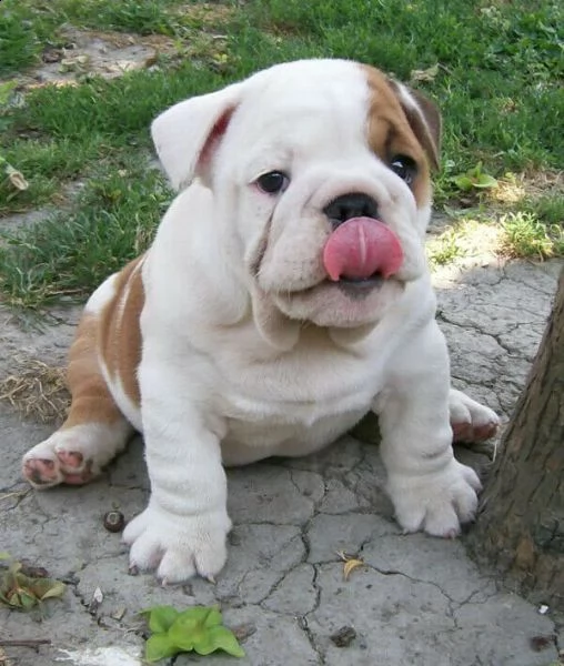 disponibilità cuccioli di bull dog inglese di due mesi e mezzo