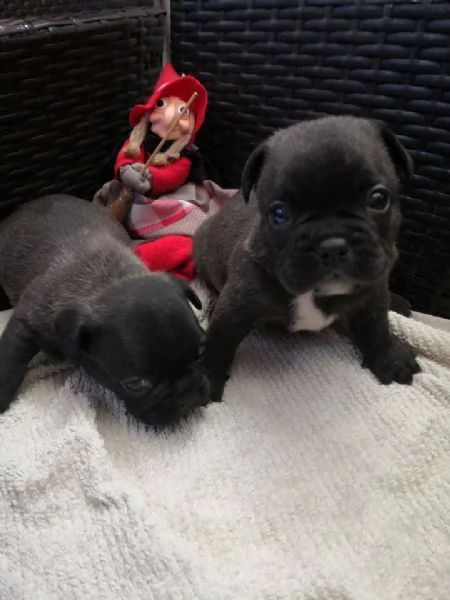 cuccioli di bulldoge francese