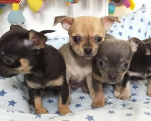 cuccioli di pincher chhuahua toy di due mesi e mezzo