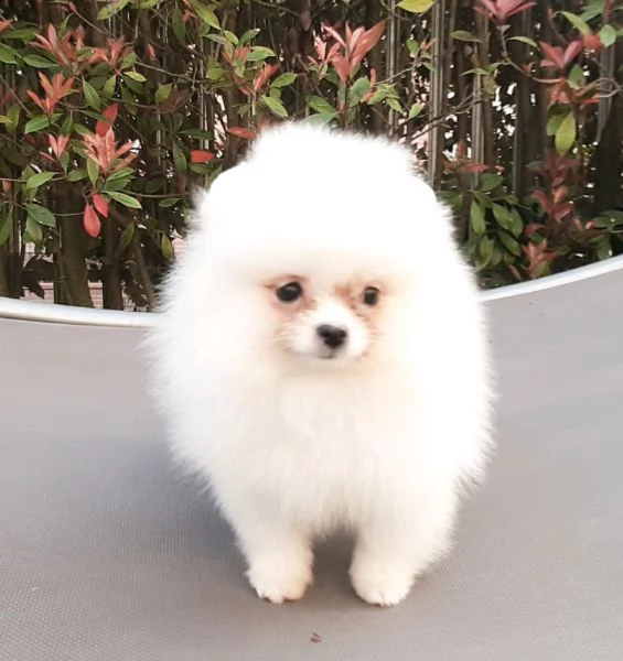disponibile subito piccolissima cucciola bianca di spitz di pomerania nano 