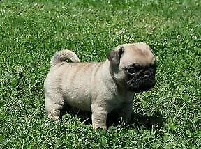 cucciolo di carlino generosissimo sanissimo e inteligentissimo