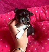 bellissimo cucciolo di volpino e chiwawa mini toy