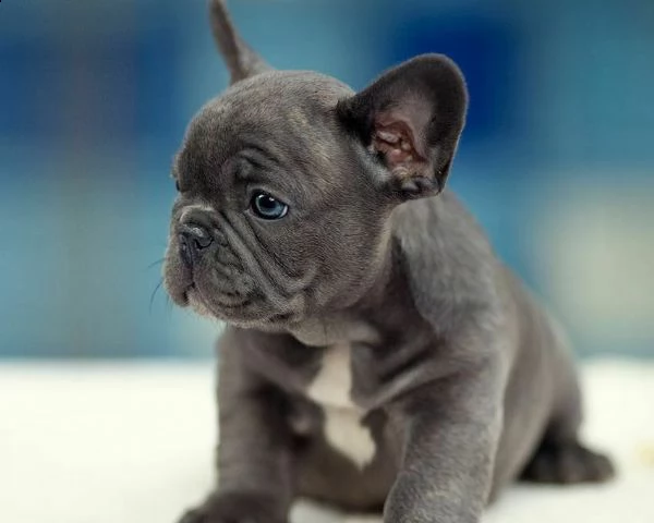 affettuosissimi cuccioli di bulldog francese