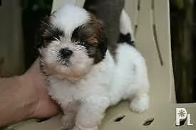 cuccioli di shizu di due mesi e mezzo