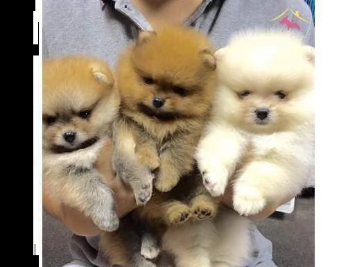 volpino pomerania vari colori