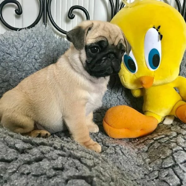 cucciolini di carlino di 70 giorni sia maschi che femmine