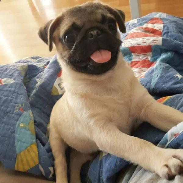 cucciolini di carlino di 70 giorni